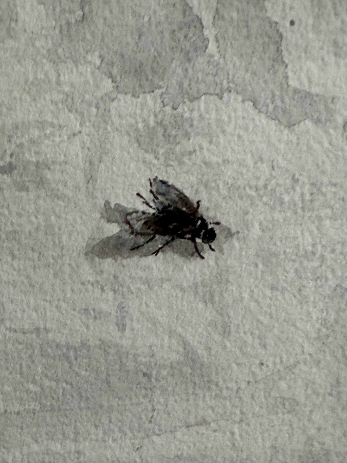 Prunkwinden mit Fliege