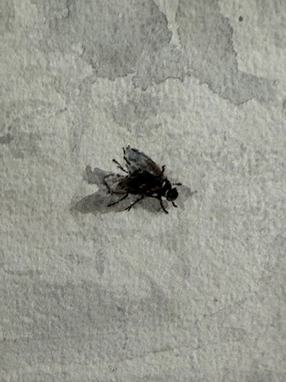 Prunkwinden mit Fliege